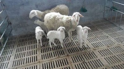 五招让羔羊安全过冬