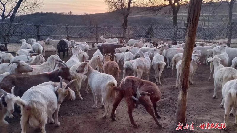 崆峒区：让方寸庭院“喜洋洋”