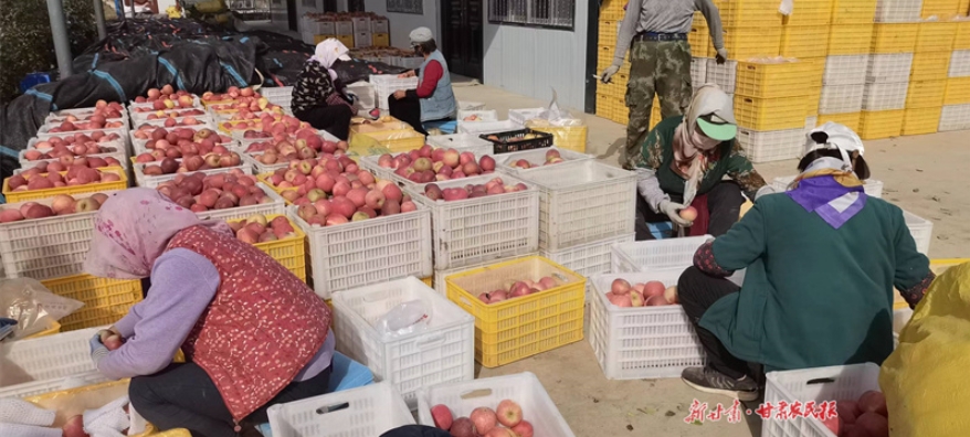 崆峒区：苹果丰收促增收