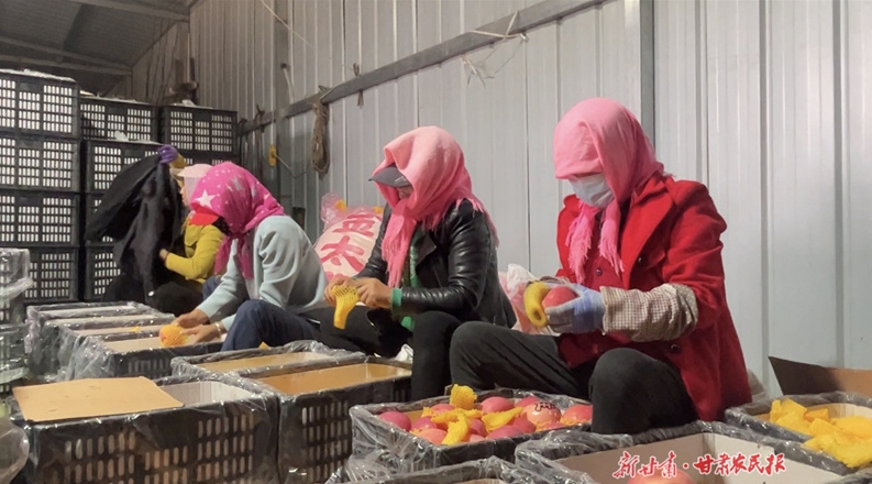 崆峒区：苹果喜丰收