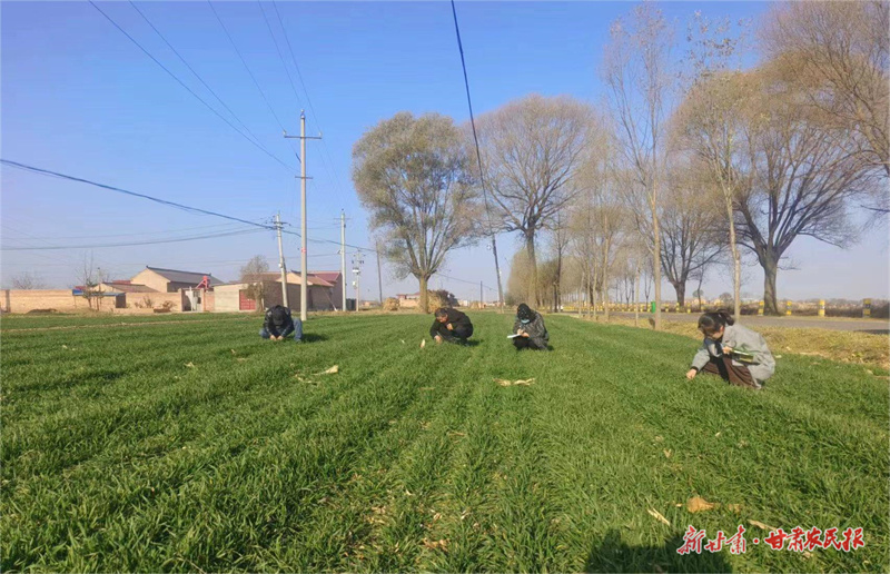 崆峒区：加强小麦冬管确保来年稳定增收
