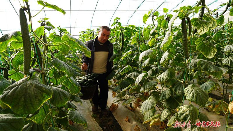 冬季“丰”景！静宁白蒜长势好