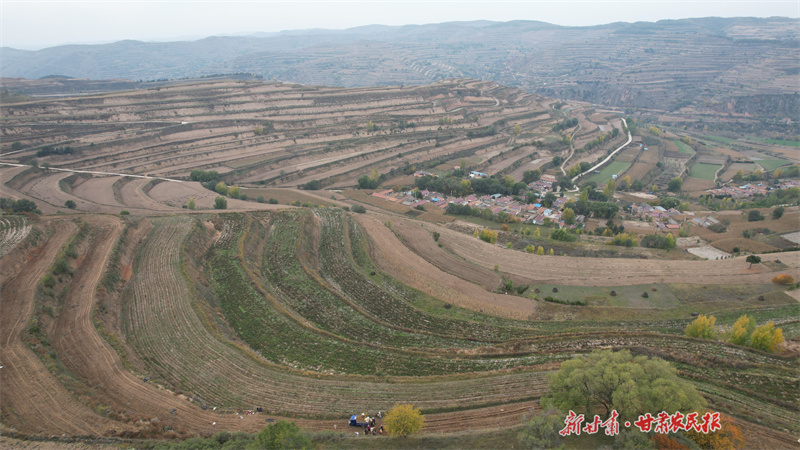 ​庄浪：“基地+机械”马铃薯种植有“钱”景