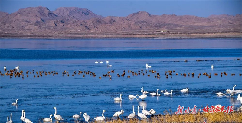 鸟儿在水库嬉戏