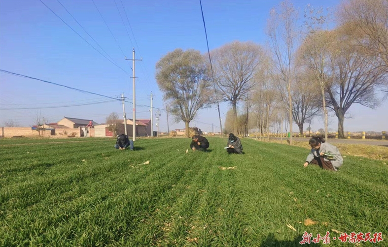 崆峒区：加强冬小麦田间管理