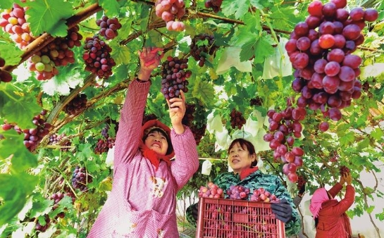 种植户采摘错季红提葡萄