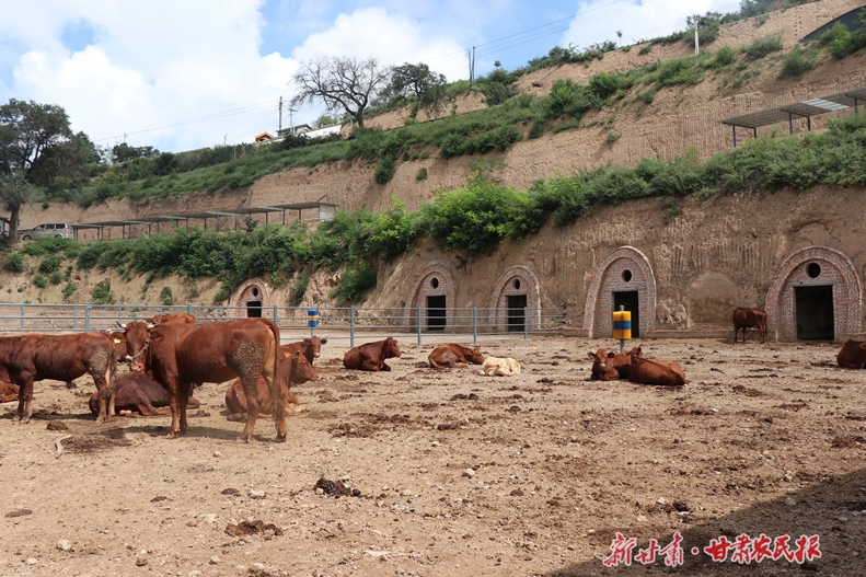 崆峒区：红色牧场促增收 抱团发力惠民生