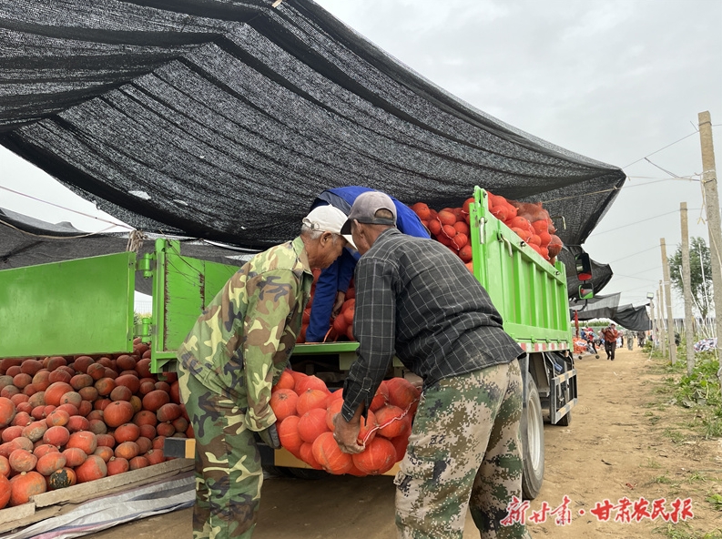 崆峒区：百亩南瓜田 铺就致富路