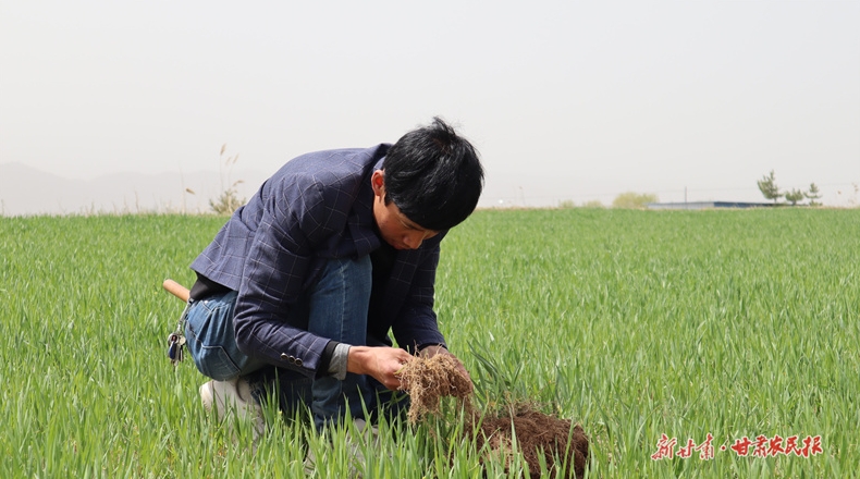 种好粮！崆峒区种粮大户“饭碗”端得牢