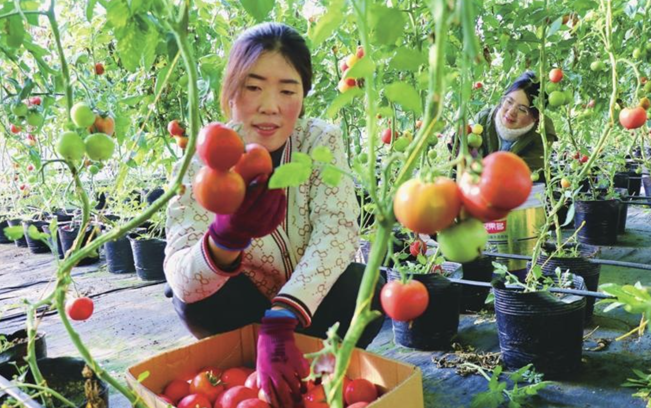 静宁县威戎镇新华村蔬菜种植基地的村民正在采摘西红柿