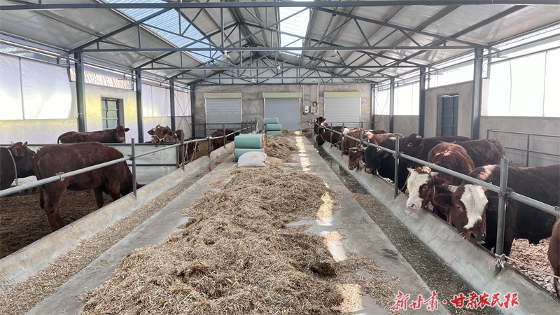 崆峒区:做好“牛”文章 壮大“牛”产业