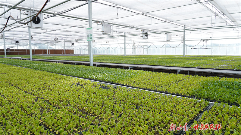 静宁：冬季日光温室育苗忙