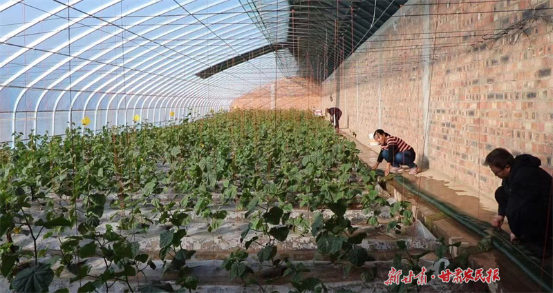 静宁：“棚”勃发展产业旺