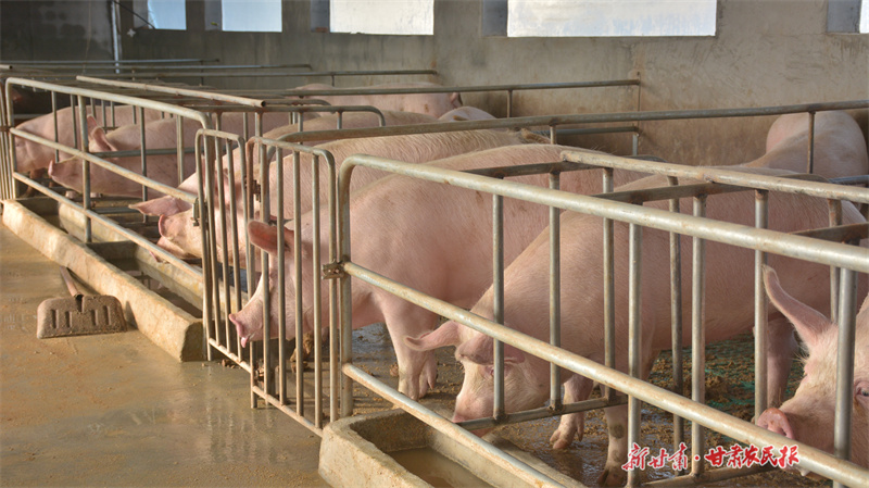 静宁：“门外汉”尹彦飞的养猪路