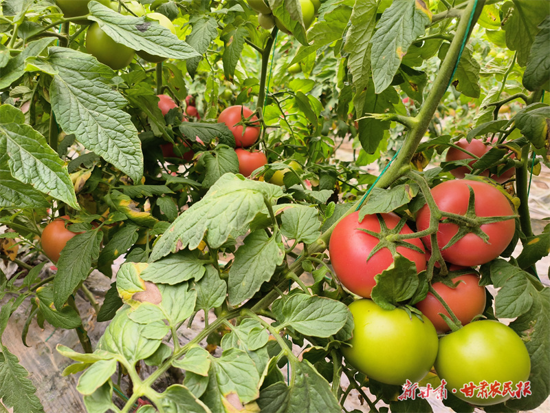 静宁：大棚西红柿成菜农增收“红产业”