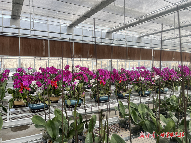 庄浪：冬日大棚绿意浓 花鲜果香产业旺