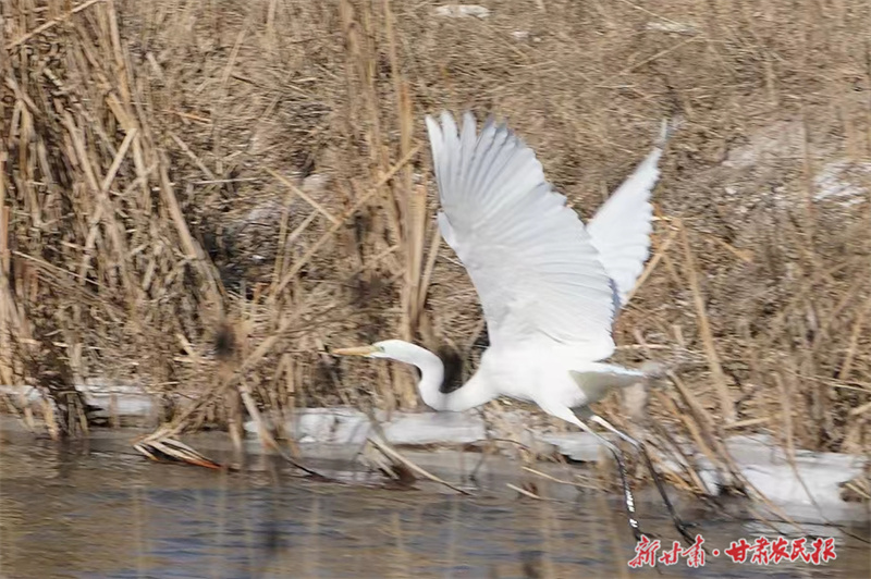 静宁：葫芦河畔白鹭舞翩迁