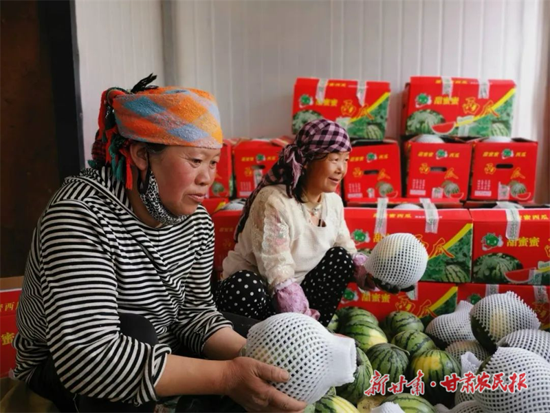 温室西瓜抢“鲜”上市