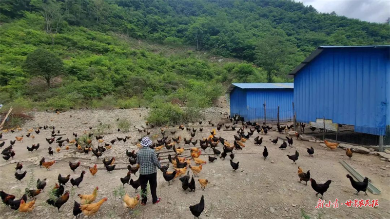 康县豆坝镇：林下“生态鸡” 扣响“致富门”
