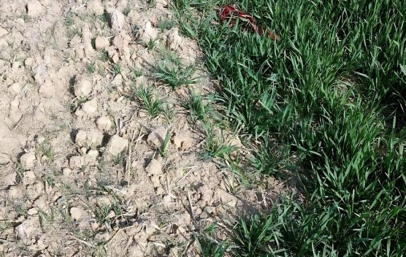 如何缓解土壤板结