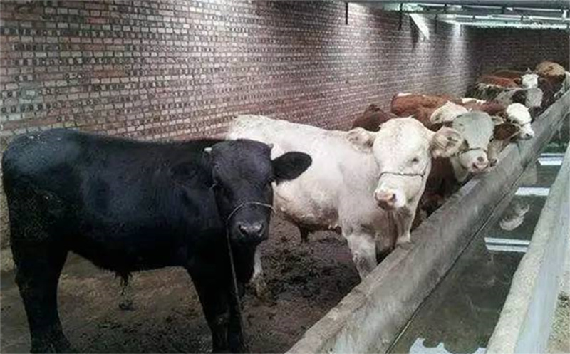 牛风湿病特征及防治措施