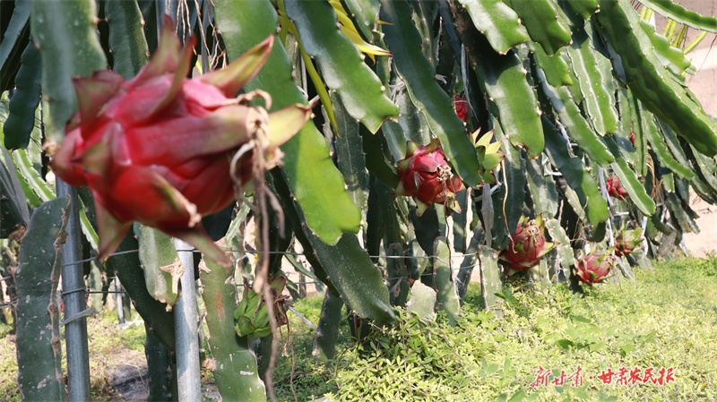 “南果北种”！崆峒区产业花开日子香