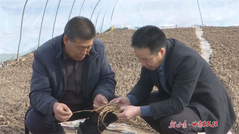 李凤文：中药材“种”出致富路
