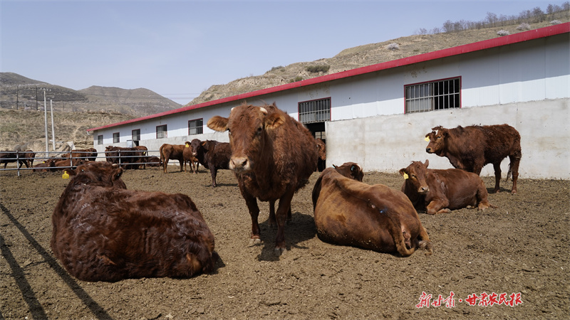 “数”说静宁牛产业奔牛路
