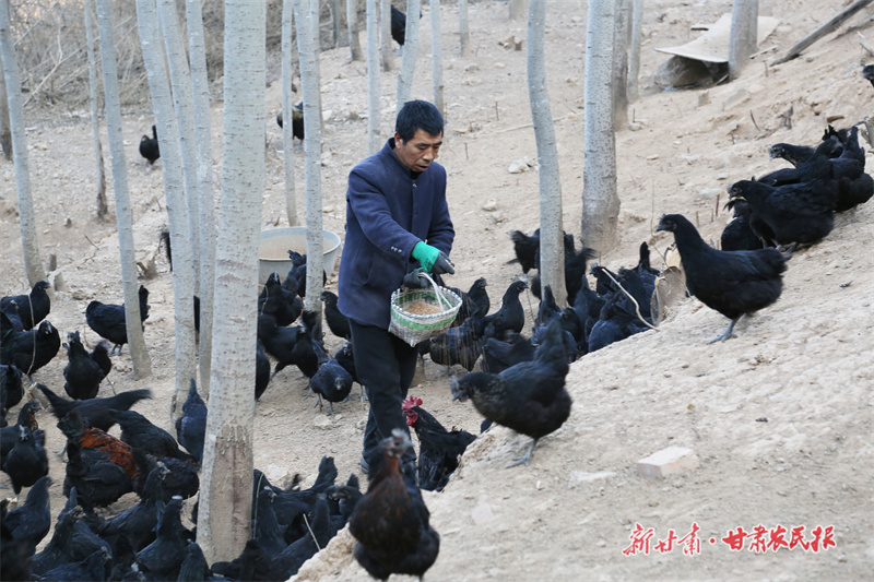 生态土鸡养殖场