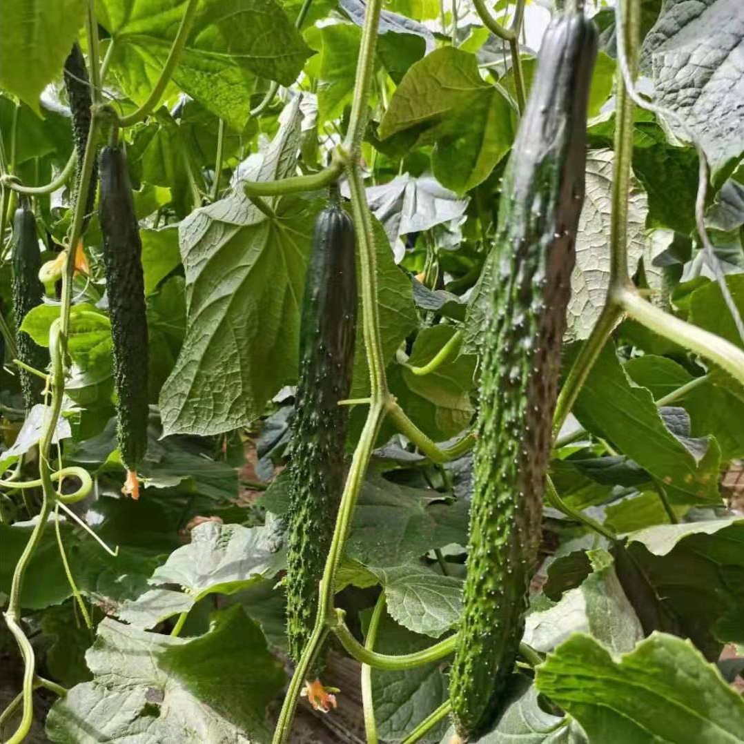 蔬菜冷害症状五花八门抓紧防治