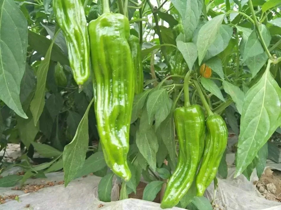 根茎叶养护得当蔬菜高产不早衰