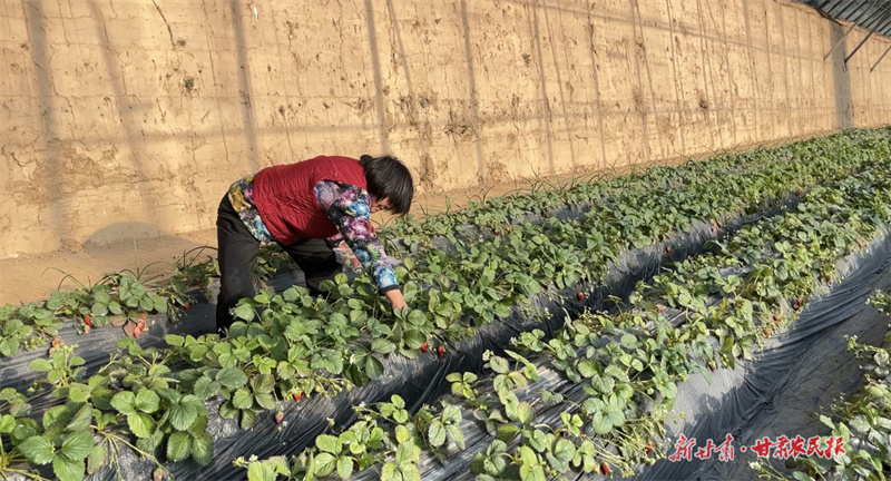 崆峒区：“甜蜜”产业促增收