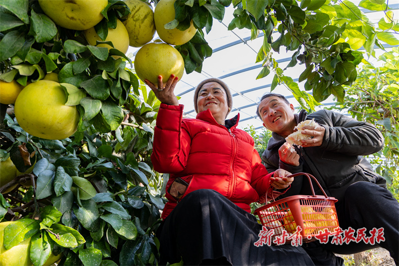 “南果北种”农业示范园