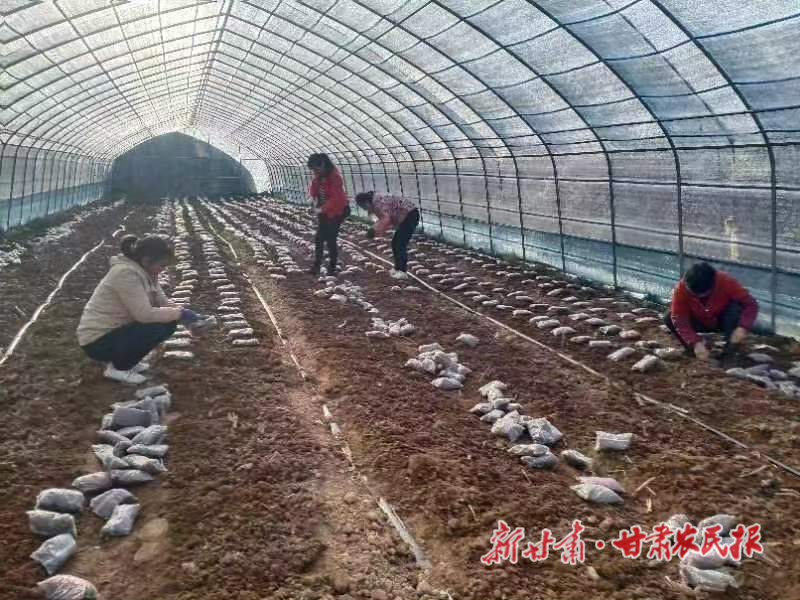 两当：羊肚菌“上楼” 增产助增收