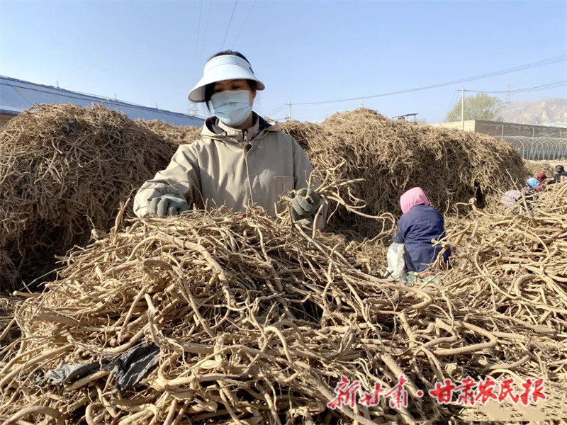 永靖：致富路上香“芪”飘