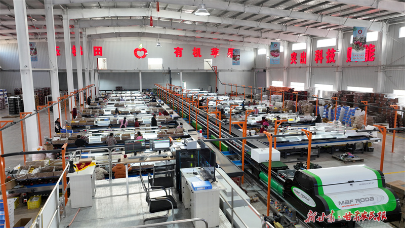 庄浪苹果售卖忙