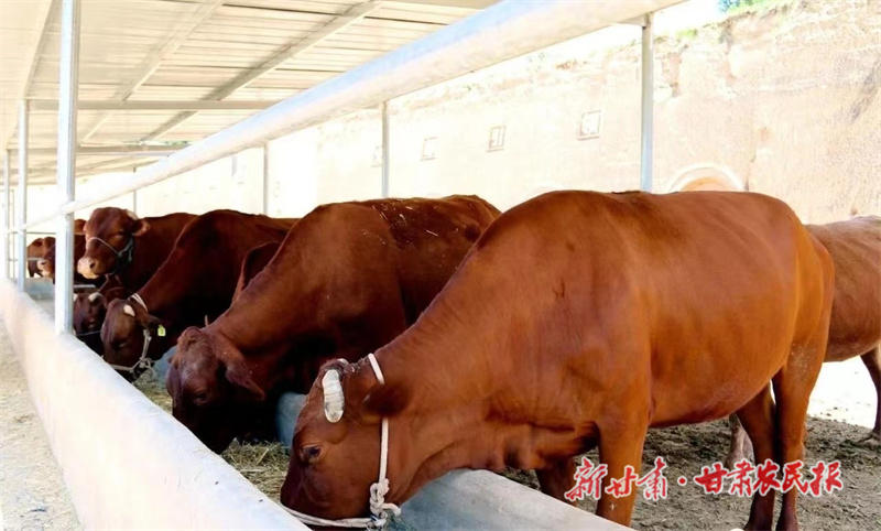 崇信：打好“牛算盘”奔向振兴路