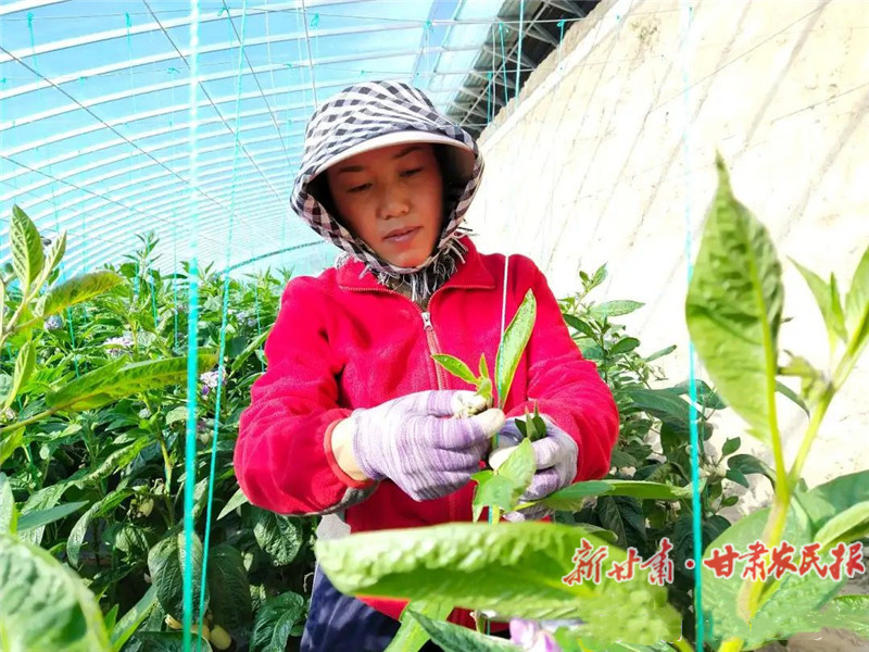 凉州区：产业兴旺绘就乡村新图景
