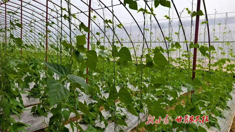 靖远：小架豆“架”起致富桥