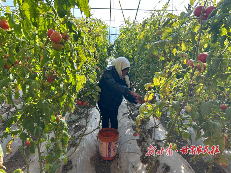 静宁：大棚绿意浓 奏响“增收曲”