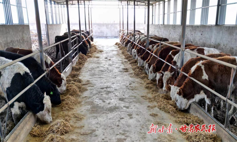 金川区：牵上“牛鼻子” 过上“牛日子”