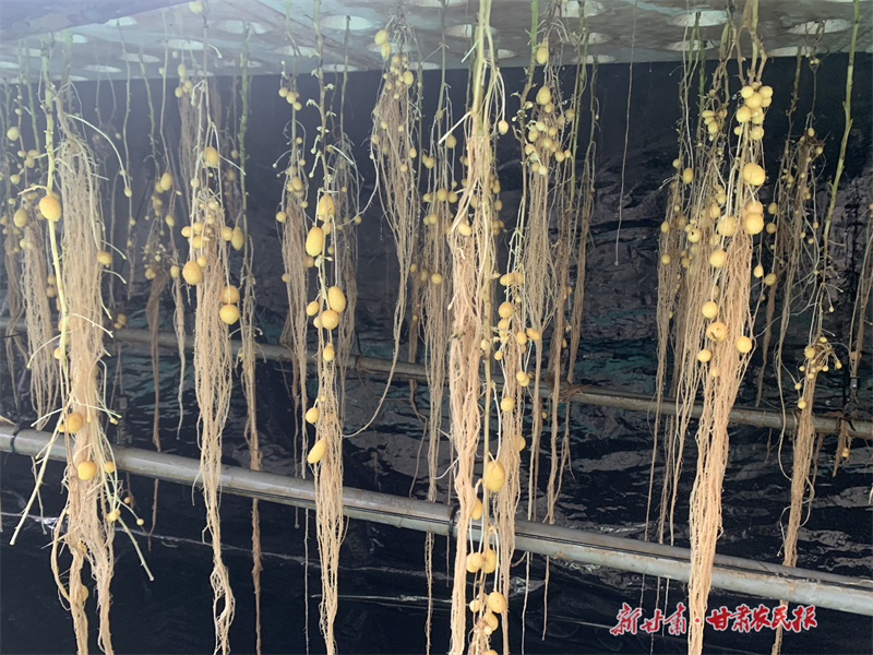 庄浪：精心育良种 做强农业“芯”