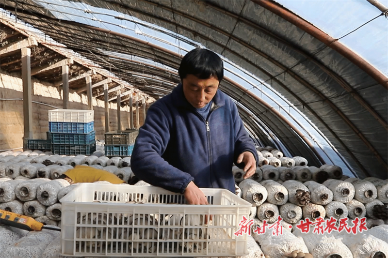 方志海 菇棚里的“土专家”