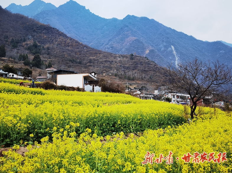 白龙江畔“钓”起一番春色