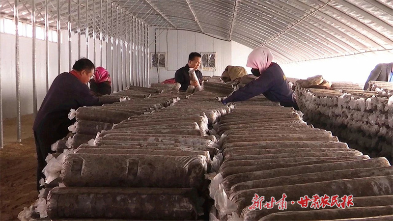 天祝 食用菌产业孕育新希望