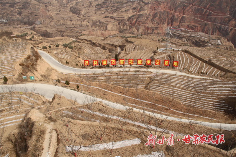 武都 “椒管家”护航增收路