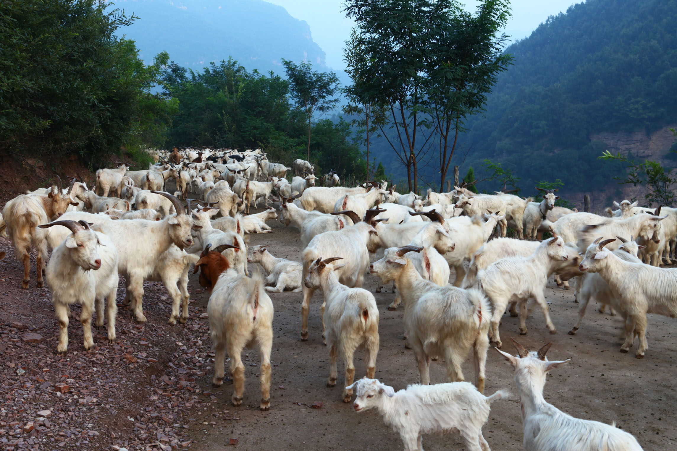 羊病治疗中的几个常见的误区