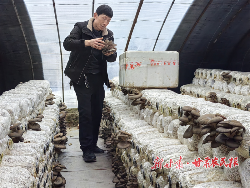 环县：设施瓜菜春意浓