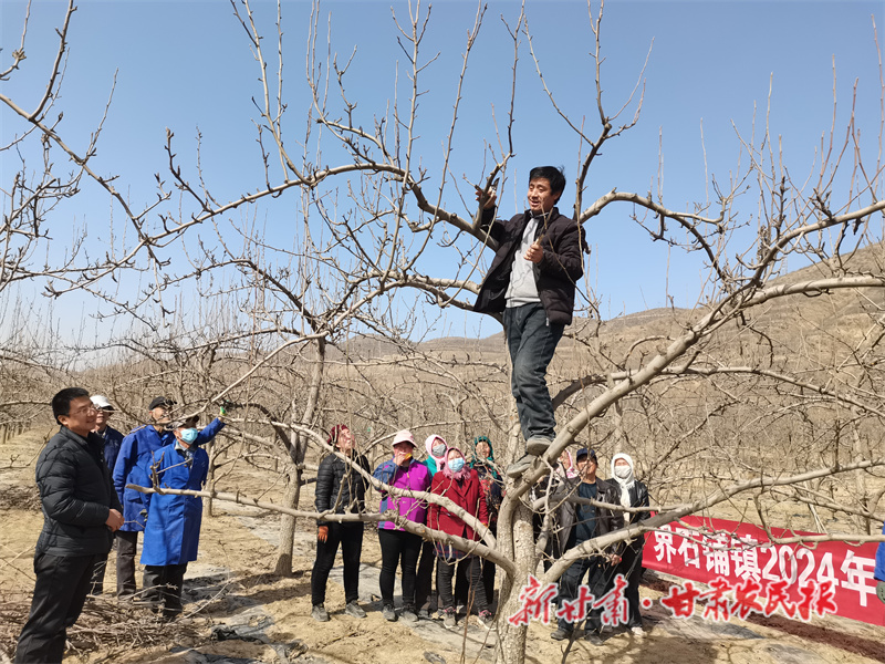 早酥梨管理技术培训