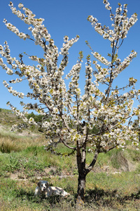 苹果树花前巧管理